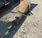 2019 Wacker Neuson HB36 Attachment