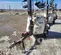 2022 Generac MLTS-4 Portable Work Light