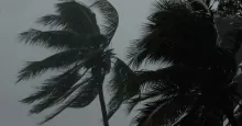 palm trees during hurricane